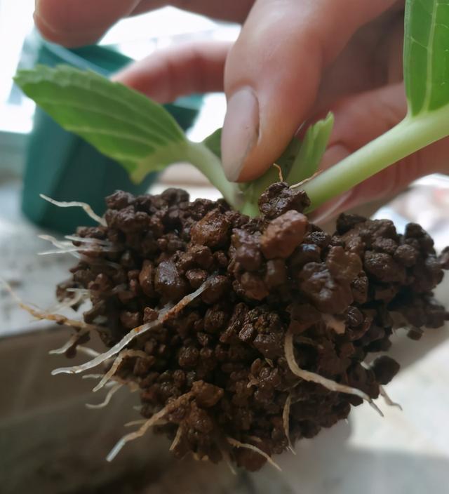 扦插|9种花不用花钱买,掐根枝条插土里,2周即可生根,好养易成活