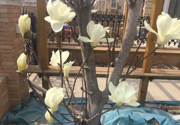 小区的白玉兰开花了,花香四溢,庭院种树,白玉兰是首选