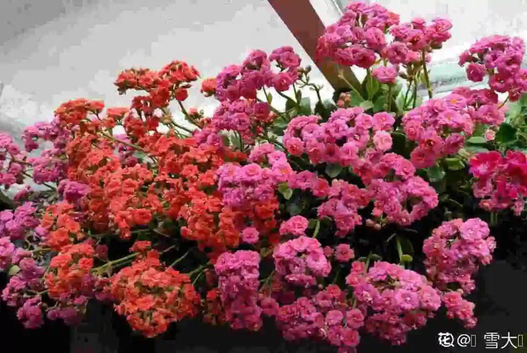 1米8的长寿老桩,狠心砍光了,半月重新长一堆!