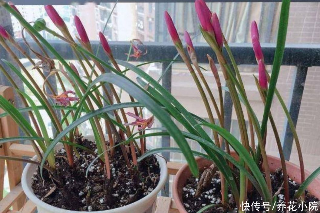 阳台|有1种花，开花漂亮又好养，适合摆放在阳台、庭院观赏
