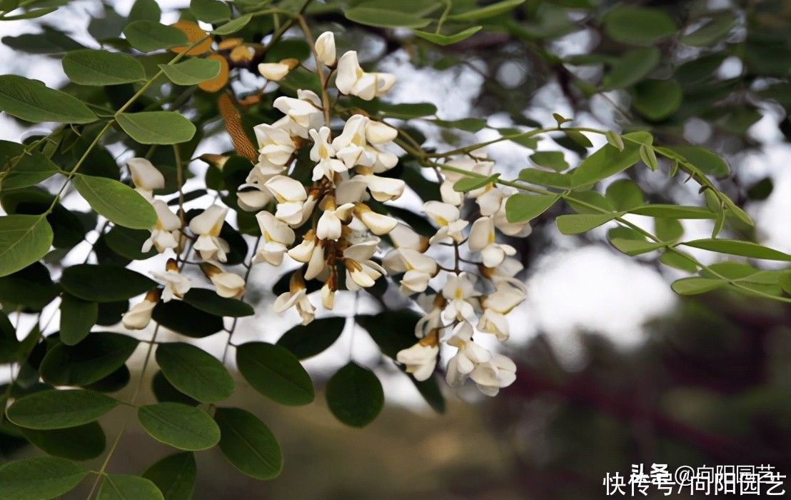 槐树芽不能吃，槐树花可以吃，不要盲目食用野草，危害很大