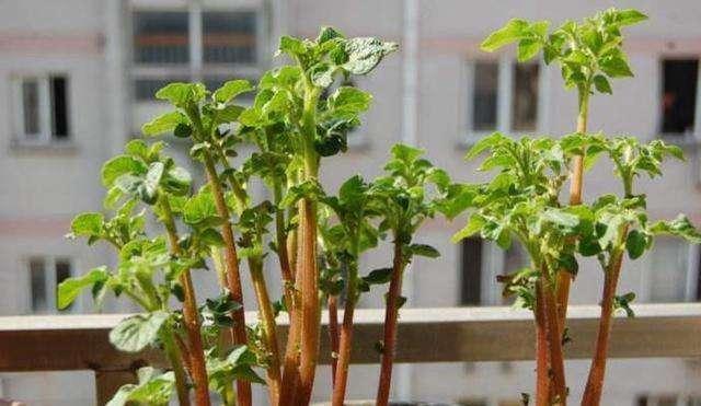 厨房吃剩的“2种菜”,随手丢盆里,秋天收获一大盆,太惊喜了