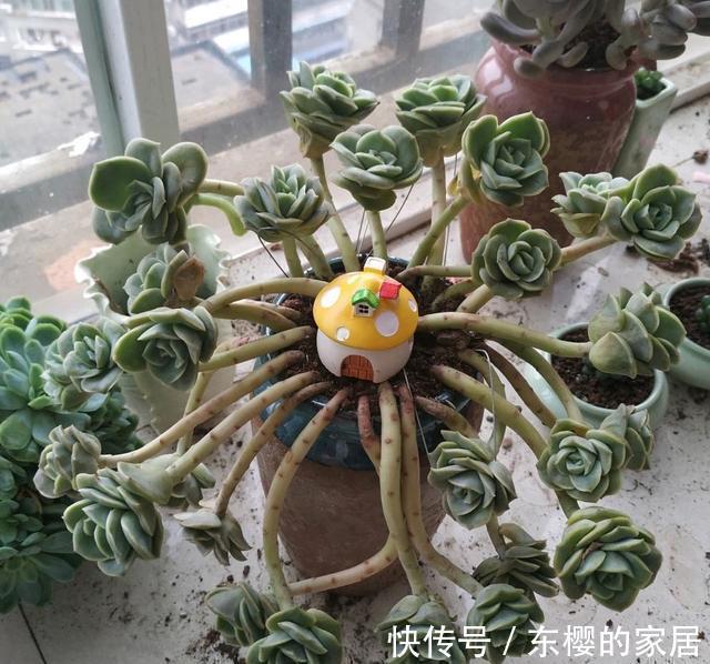 养多肉也得会模仿,看看这颗可爱玫瑰的悬崖桩,我也想养成这样