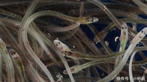 当地|曾在中国是猪饲料,如今在西班牙卖到1万一斤,成为当地土豪象征