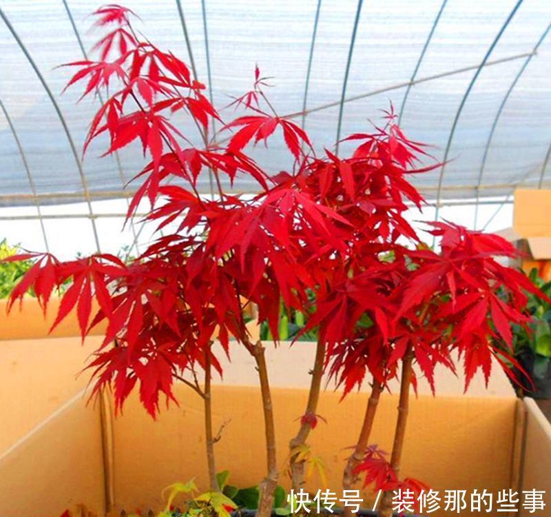 无限|错落有致叶红鲜艳红颜枫,红枫端庄秀美魅力无限,风雅别致相映红