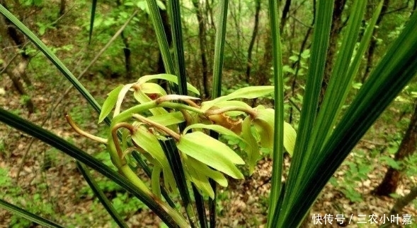 春季踏青要注意,看到这种“兰花”请管好你的手,它太珍贵了