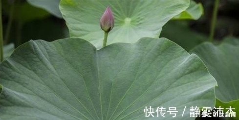 清肠毒|农村到处都是，城里2元一斤，拿来泡水喝，可降血压、清肠毒！