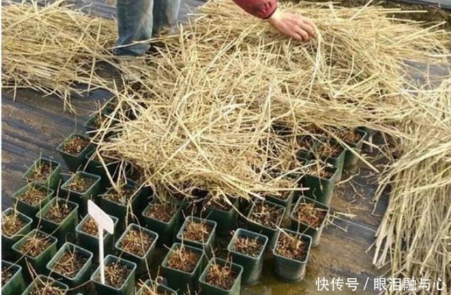 寒潮来了,害怕花受冻,赶紧这么做!寒潮来了,害怕花受冻,赶紧这么做!