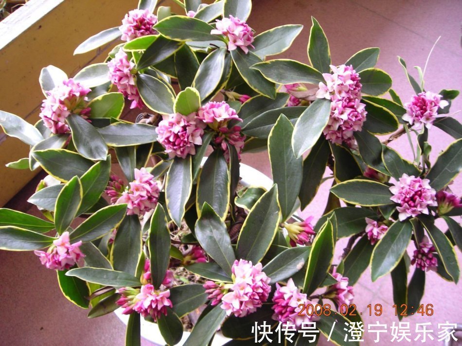 瑞香|最芳香的花,花开一朵,满室飘香,花期长,种植简单,是盆栽佳品