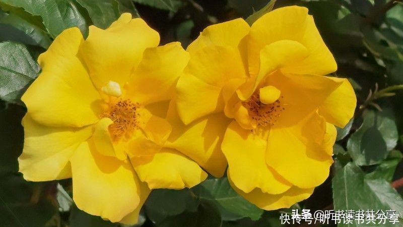 北京城|北京城月季花开千万朵，个中最美属黄色