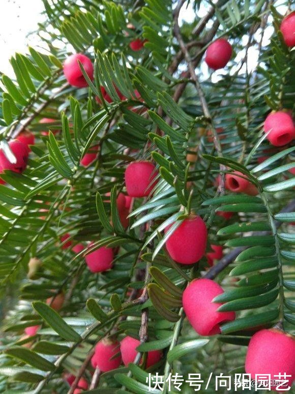 养了6年的红豆杉，结了红果子，家里养上一棵，留作观赏用