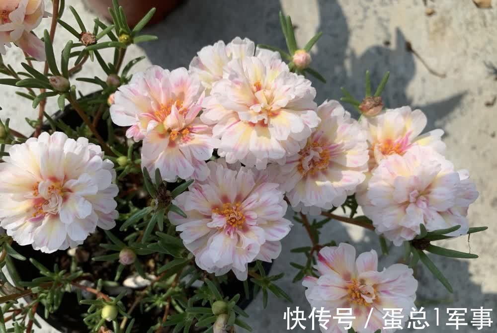成活率|八九月份,适合扦插“7种花”,成活率高