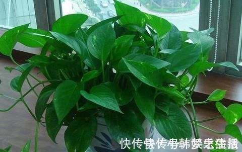 蹭蹭|30年老花农养花秘诀给绿萝喝一勺它,不黄叶,30天蹭蹭长满