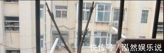 爆盆|绿萝文竹吊兰栀子花发黄枯死，气的剪成光头，一个月后居然爆盆了