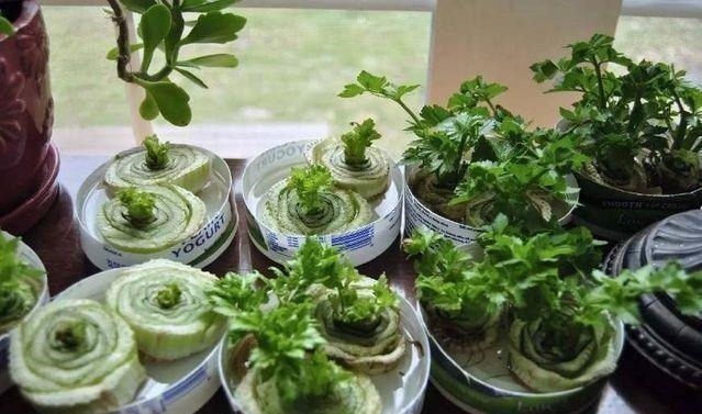 玻璃杯|5种蔬菜吃完根别扔,丢水里就疯长,7天养成花,比绿萝还要美