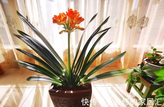 花卉|适合穷养的“5种花”,用小盆,少管一些更利于生长和开花