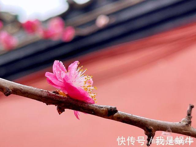 小寒$小寒,清风逗雪催梅香(诗八首)