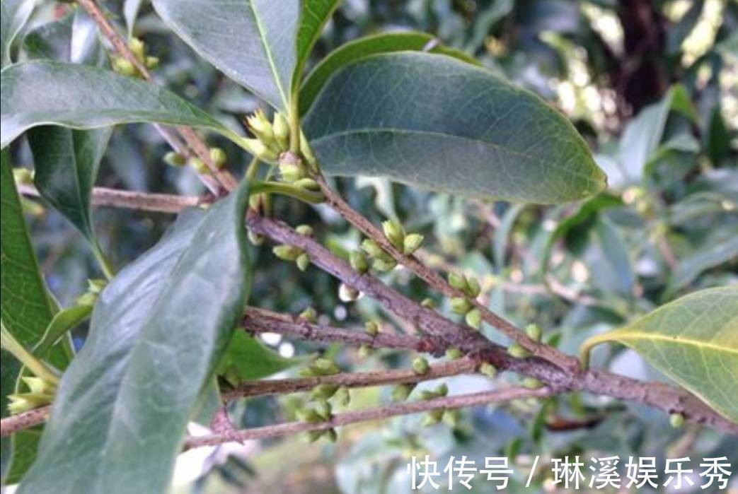 一段时间|天气转凉,入手5种花,养一段时间就能长满花苞