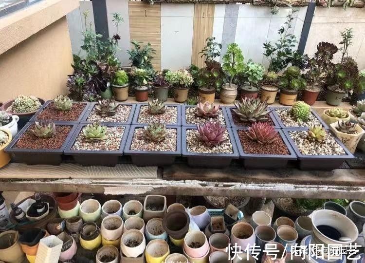 露养的多肉，可以长时间淋雨吗？肯定可以淋，而且不会黑腐