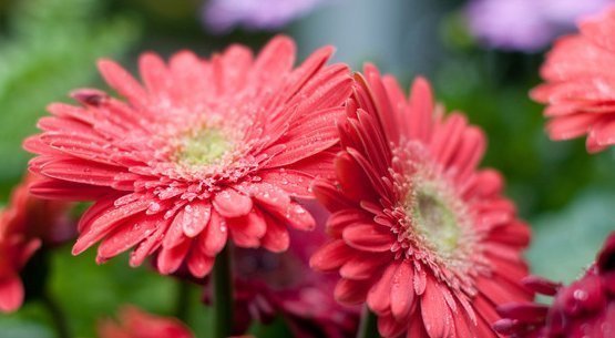 光照|喜欢养花，就养这4种花，花香“静气凝神”，养眼还能净化空气