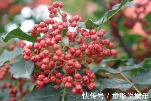 疲惫|花椒和此物一起煮，湿气没了，睡眠也好了，不想每天疲惫不堪试试