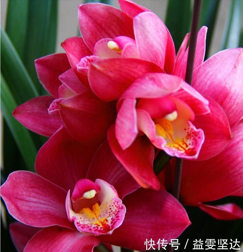 养兰首选“大将军”,花色艳丽,香气雅致,格局大方,新手也能养