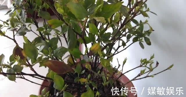 4种“陷阱”花，不适合新手，花店遇到要避开，别白花买花钱