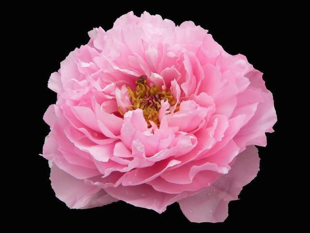 牡丹移植成盆景容易死,没掌握这些技巧,肯定不好活