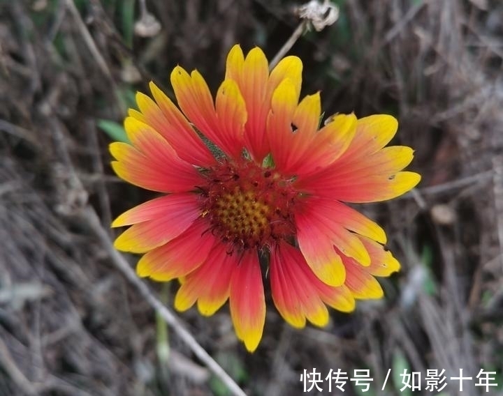 七言绝句$一首名气不大,诗人却如雷贯耳的七言绝句《残菊》