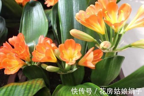 君子兰出现“根顶叶”现象,要及时发现,及时处理,否则危害大