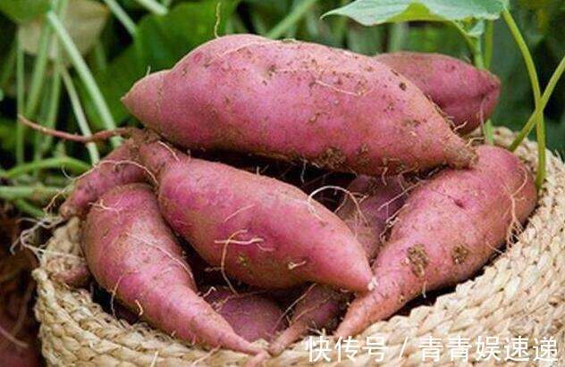 禁忌|人倒下的不是病,而是无知!吃红薯的3大禁忌,必须要了解!