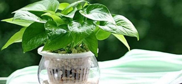 花卉|花卉盆栽的施肥方法,你真的会吗