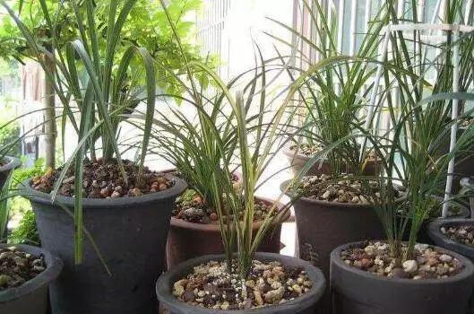 安徽大叔养兰花,只是在盆里加点“它”,芽多、花多,株型好!