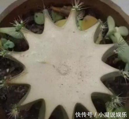 爆盆|想让仙人球爆盆先砍它一刀,让他感受到你的愤怒!