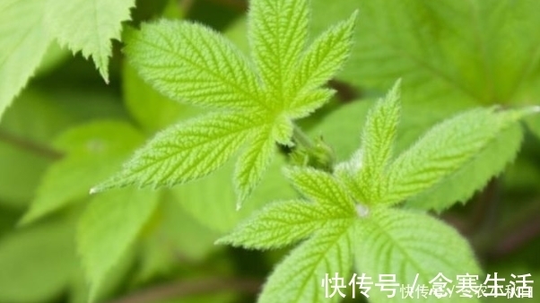 中药|乡下一种野草能割伤人,农民很是厌恶,殊不知它是一味中药