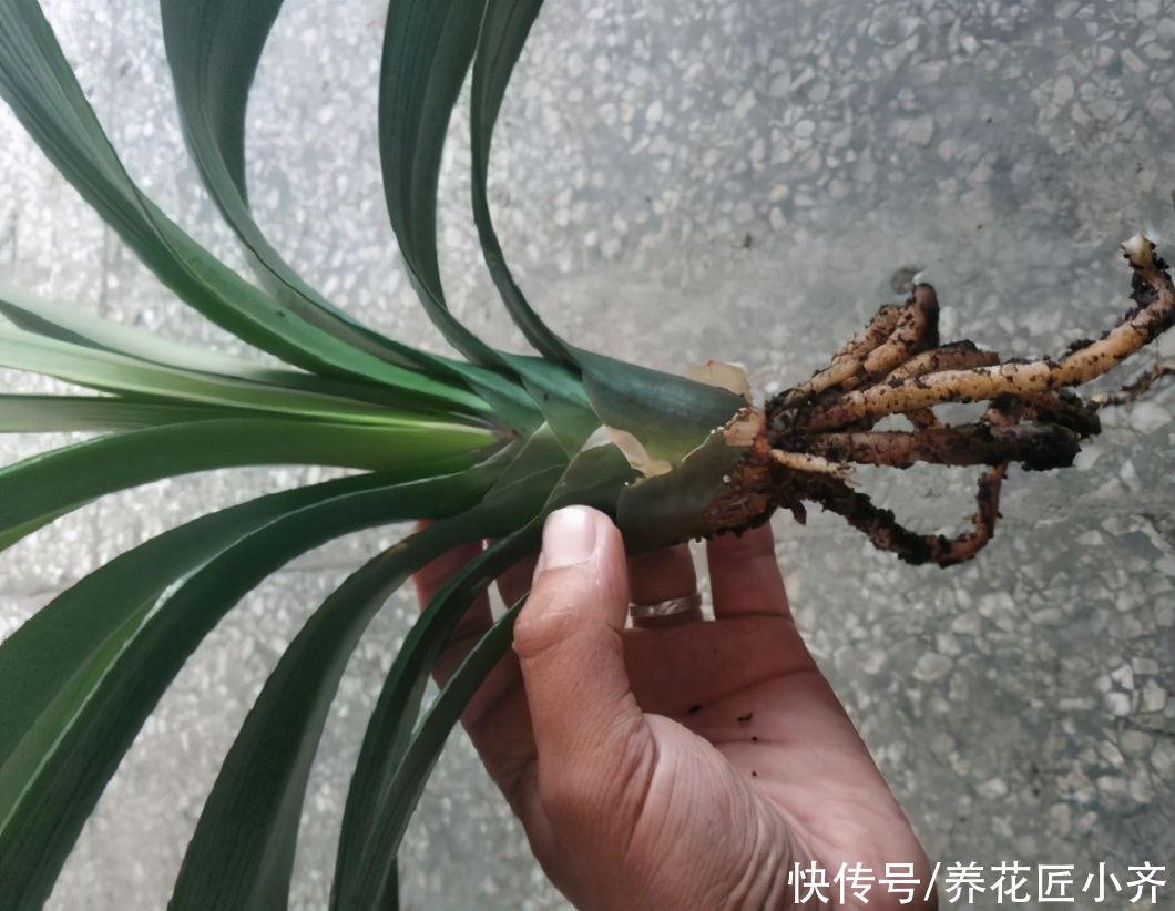 夏季|君子兰如果在夏季烂根，不用怕，用这方法还能长新根