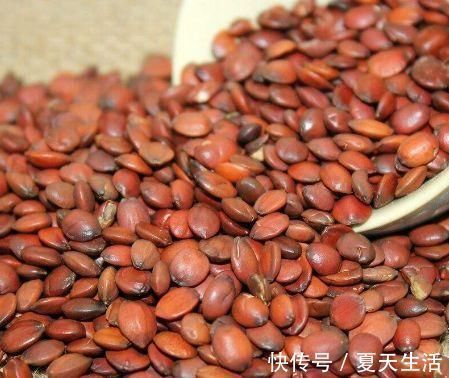 酸枣|晚上睡不着莫慌不妨每天食用点此物,这样睡到天亮,不怕失眠了