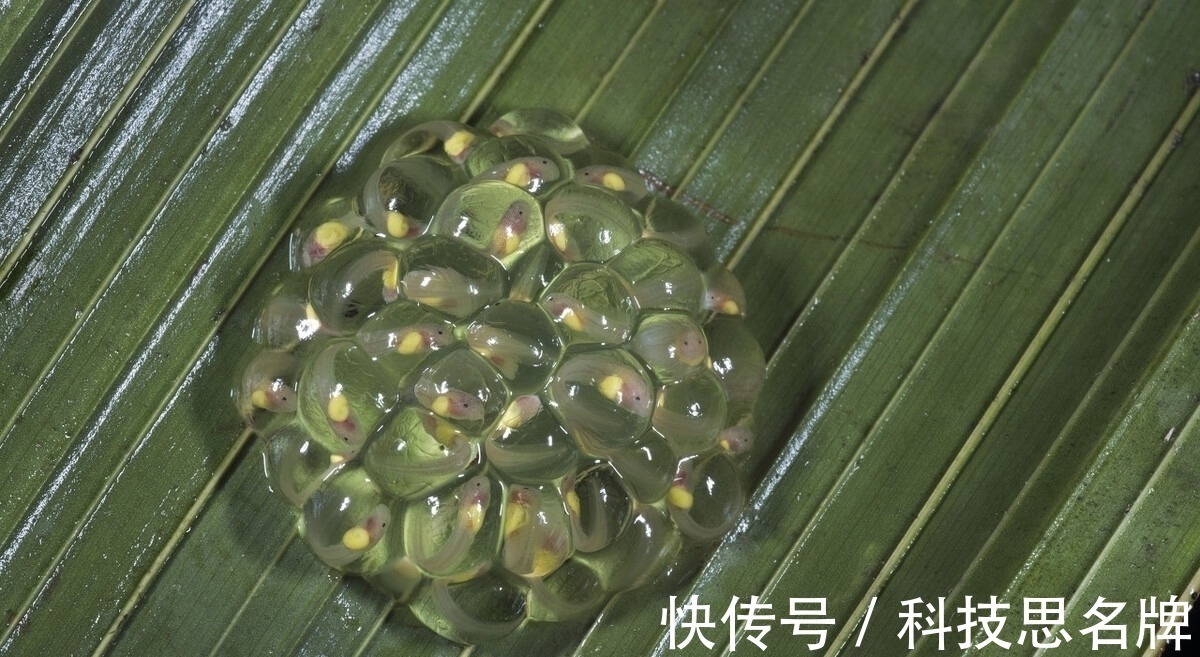 两栖动物&精雕玉琢知汝心,五脏六腑能一览无余的玻璃蛙,却是动物界好父母