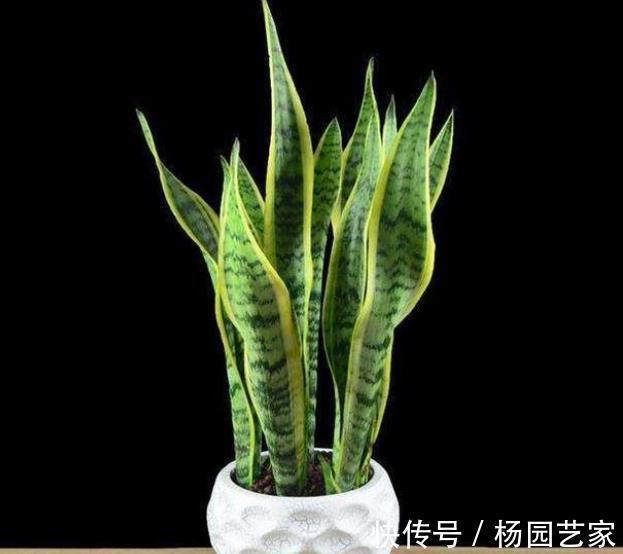 家里养了这些花，冷空气来袭要“保暖”，不然冻坏了剩个空盆