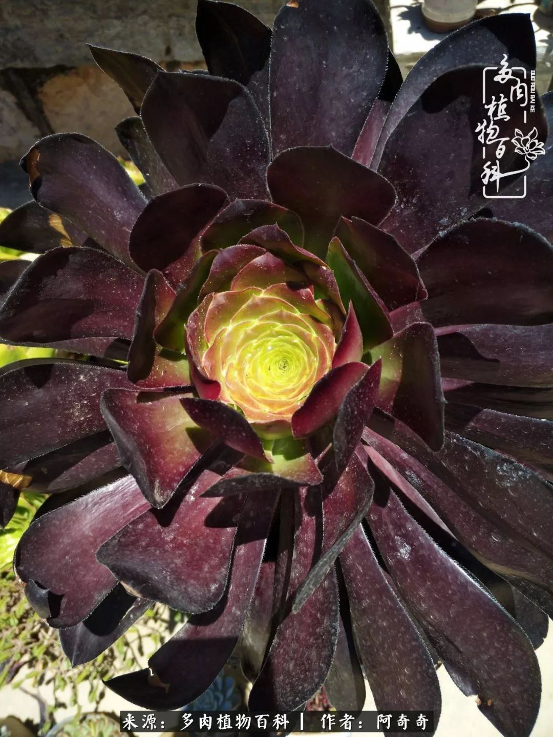 静心养多肉,只是为了在成人的世界里随波不逐流!