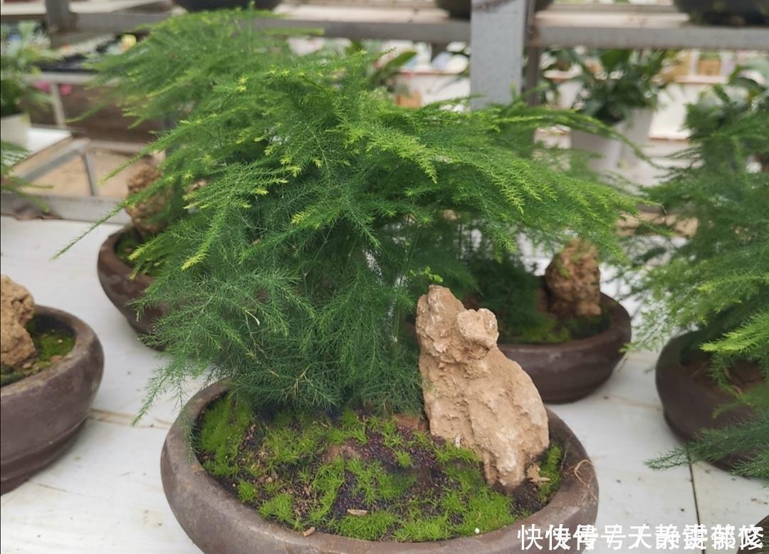 文竹盆景，怎样防止枝叶徒长保持株型低矮，姿态优美