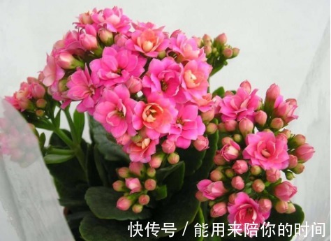 5种“懒人花”，不管不问反而爆盆，花色清新美丽，霸占整个阳台