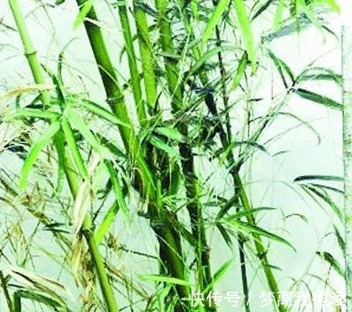 竹子#冷军画油画竹子,画一幅不过瘾连着画四幅,一幅卖了500万!