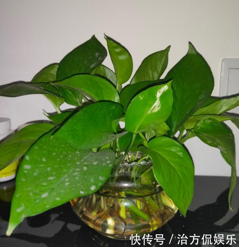 绿萝|5种大型花原来是个酒鬼,每周灌点酒,喝完马上绿油油!