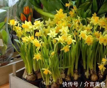 养花好几年，3个“小技巧”要收好，方法简单，盆栽长得好极了