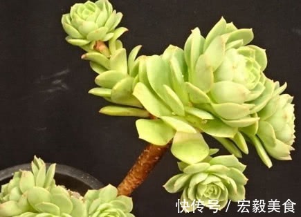 多肉绿蔷薇怎么养护更绚烂教你3个养护小技巧,绿蔷薇饱满精致