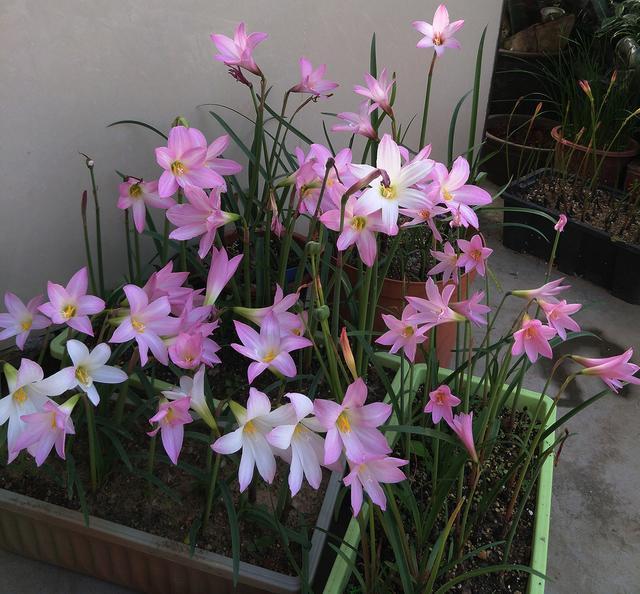 养“风雨兰”,有3个小技巧,一月能开几茬花,次次开爆盆!