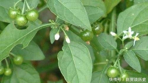 童年记忆大揭秘,黑悠悠黄悠悠真实身份,一种伴着你长大的甜野果