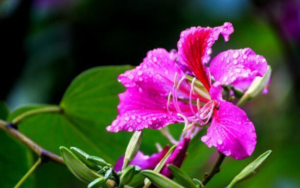 庭院|春节过后养几款艳丽的花卉,满屋飘香,花开繁多,花开大又艳