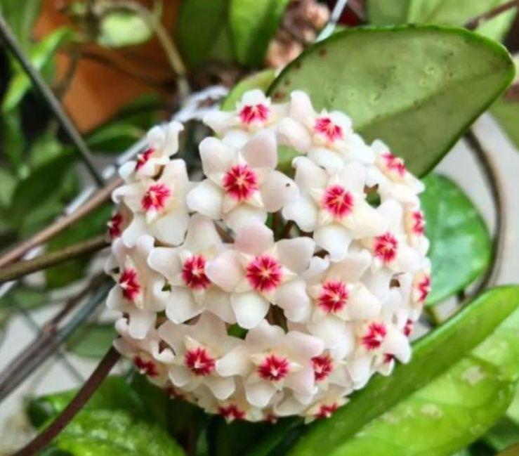 腐叶土|4种花堪称开花机器,好养又漂亮,给水就“疯长”,开花一簇簇